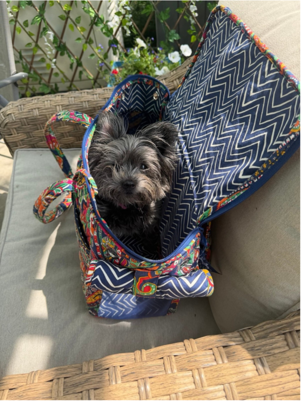 Vera Bradley Quilted Pet Carrier Travel Tote Dog Cat Carrier Blue Multicolor - Picture 4 of 4